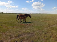 घोड़ी, Kinsky horse — फ़ोटो 3