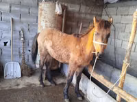 Pferde (Partie, Geschlecht nicht angegeben), Percheron — Foto 2
