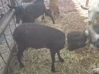 Ziege, Murcia-Granada goats — Foto 7