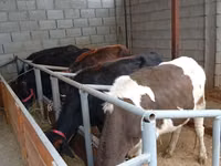 母牛, Russian Black pied cattle — 照片 4