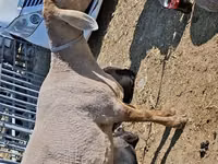 نعجة, Edilbay sheep — الصورة 2