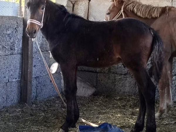 Hengst, Kazakh horse