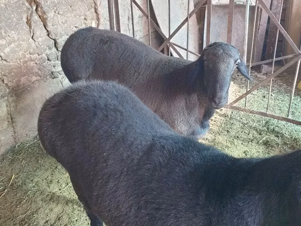 كبش, الأغنام — أوزبكستان