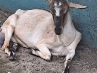 母山羊, Goats — 照片 1