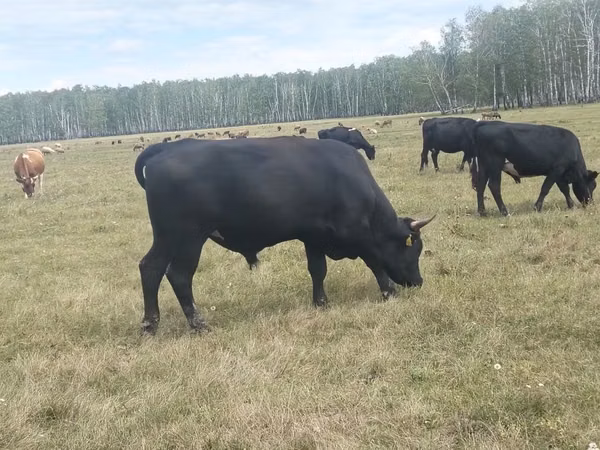 Bulle, Aberdeen-Angus