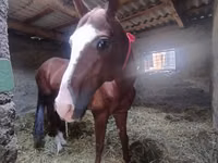 Hengst, Akhal-Teke — Foto 4