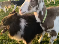 बकरा, Saanen goat — फ़ोटो 2