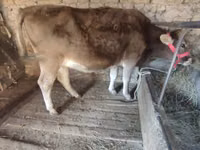 Toro, Ganado vacuno — foto 5