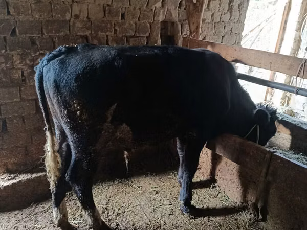 Toro, Aberdeen-Angus
