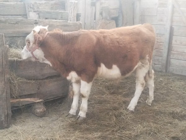 公牛, Simmental cattle — 哈萨克斯坦