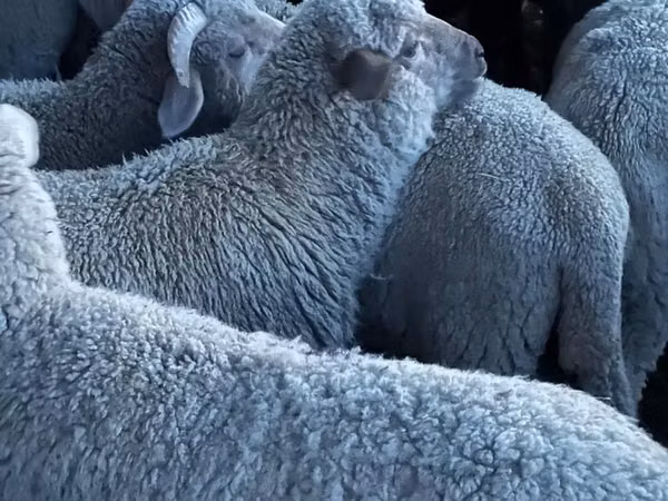 نعجة, Merino sheep
