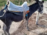 خيول (دفعة، الجنس غير محدد), الخيول — الصورة 2