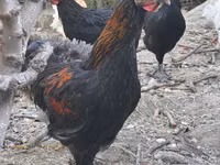 Chickens — الصورة 1
