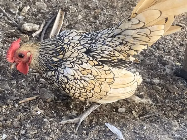 Chickens — Kirgisistan