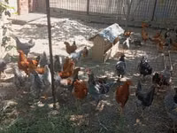 Chickens — 照片 2