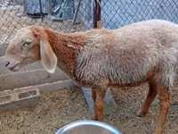 نعجة, Arashan sheep — الصورة 3