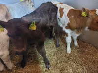 Rinder (Partie, Geschlecht nicht angegeben), Simmental cattle — Foto 1
