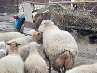 Schafe (Partie, Geschlecht nicht angegeben), Schafe — Foto 3