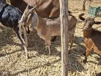 Ziege, Nubian Goat — Foto 2
