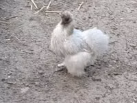 Dänische Henne — Foto 3