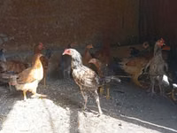 Chickens — 2-сурет