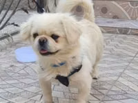 Tələsin endirimə düşdü Pekines it endirimə düşdü 90 manat damınla — photo 1