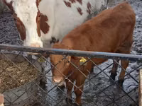 Vaca, Simmental cattle — foto 1