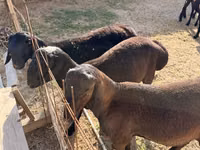 Qoʻchqor, Hissar sheep — 1-rasm