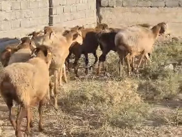 نعجة, Arashan sheep — كازاخستان