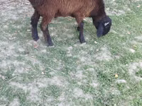 Carnero, Ovejas — foto 3