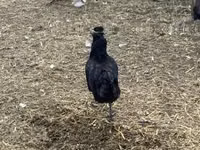 Chickens — photo 5
