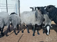 نعجة, Romanov sheep — الصورة 3
