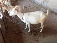 Echki, Saanen goat — 8-rasm