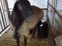Carnero, Blackheaded Persian sheep — foto 1