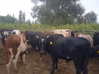 ثور, Simmental cattle — الصورة 2