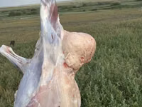 Schaf, Edilbay sheep — Foto 2