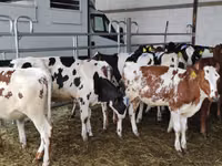 Kuh, Holstein-Rasse — Foto 2