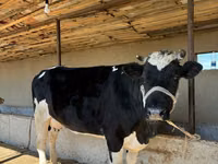Kuh, Russian Black pied cattle — Foto 8