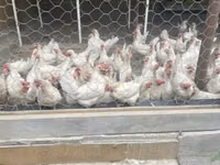 Leghorn — Foto 7