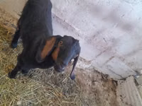Ziege, Nubian Goat — Foto 3