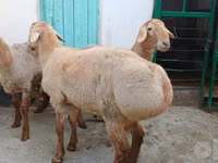 Ram, Sheep — photo 3