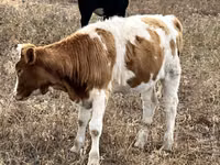 Сиыр, Simmental cattle — 4-сурет