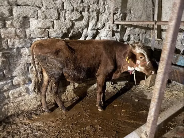 公牛, Cattle — 乌兹别克斯坦