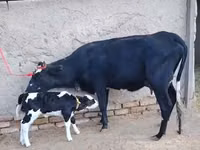Vaca, Russian Black pied cattle — foto 1