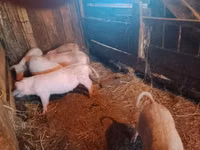 Cerdos (lote, sexo no especificado), Cerdos — foto 3