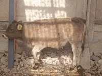 بقرة, Swiss cattle — الصورة 4