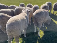 Widder, Australian merinos sheep — Foto 1