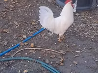 Leghorn — Foto 5