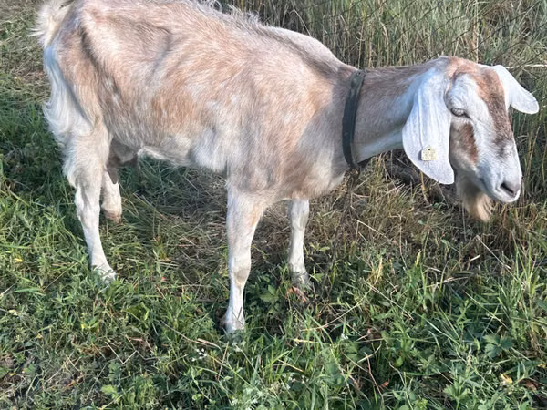 Ziege, Nubian Goat