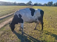母牛, Simmental cattle — 照片 4
